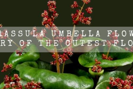 Do Crassula Umbella Flower ? | Story Of The Cutest Flower |