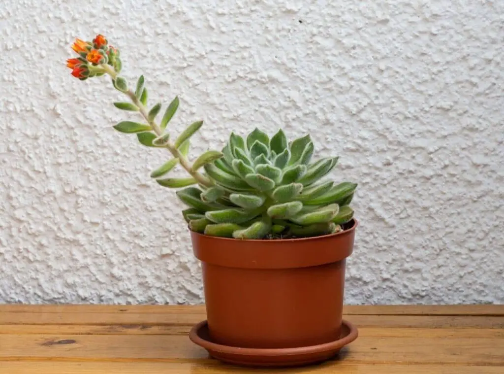 How To Keep Mice Away From Succulent