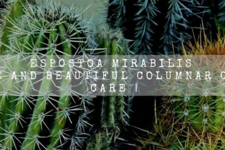 Espostoa Mirabilis | Cute And Beautiful Columnar Cactus Care |