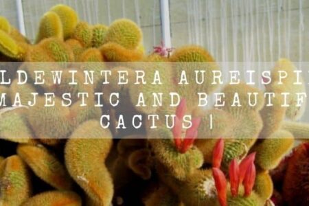 Hildewintera Aureispina | Majestic And Beautiful Cactus |