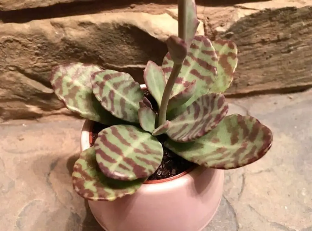 Kalanchoe Humilis