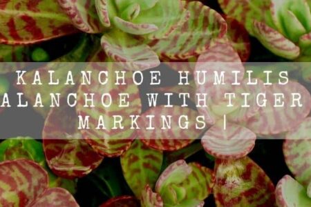 Kalanchoe Humilis  | A Kalanchoe With Tiger Like Markings |