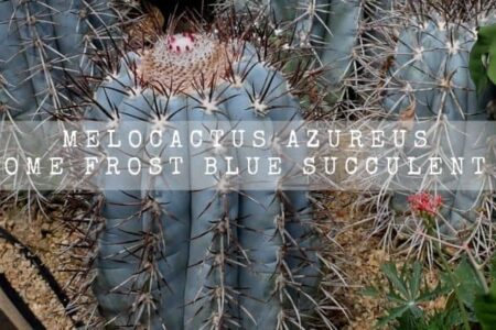 Melocactus Azureus | Awesome Frost Blue Succulent Care |