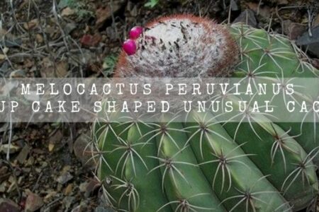 Melocactus Peruvianus | A Cup Cake Shaped Unusual Cactus |