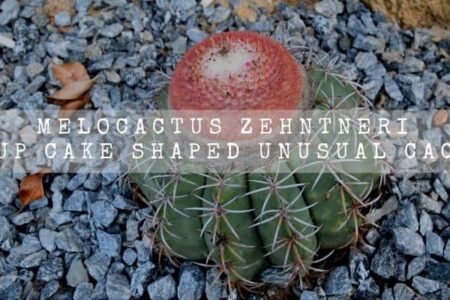 Melocactus Zehntneri | A Cup Cake Shaped Unusual Cactus |