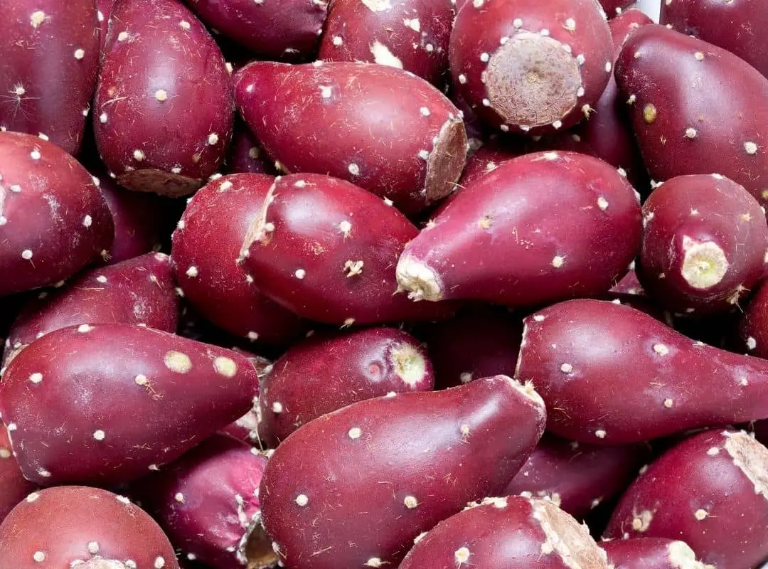 Can You Eat Purple Prickly Pear Fruit ? (Find Out The Truth