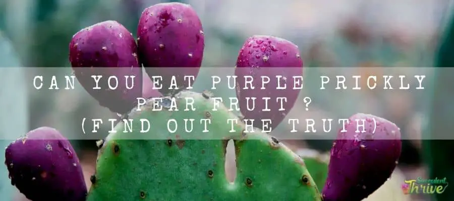 Purple Prickly Pear Fruit