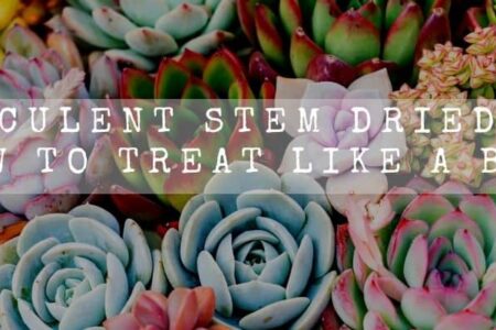 Succulent Stem Dried Out | How To Treat Like A Boss |