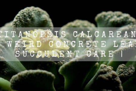 Titanopsis Calcarea | Weird Concrete leaf Succulent Care |