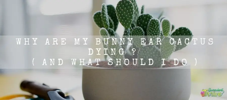 Bunny Ear Cactus Dying