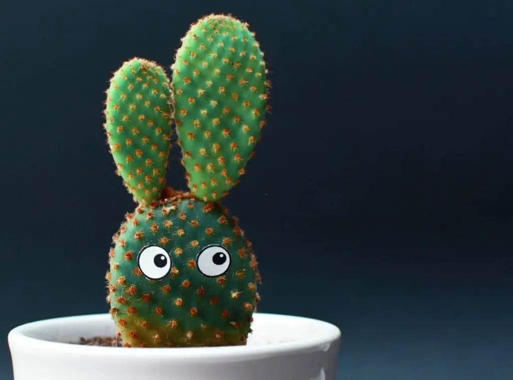 Bunny Ear Cactus Light Requirement