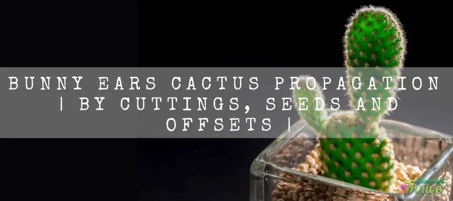 Bunny Ears Cactus Propagation
