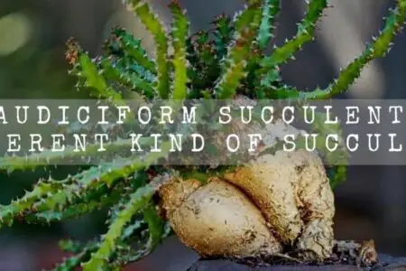 19 Caudiciform Succulents | Different Kind Of Succulents |