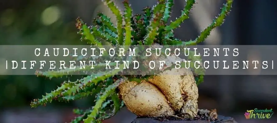 Caudiciform Succulents