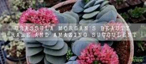 Crassula Morgan's Beauty