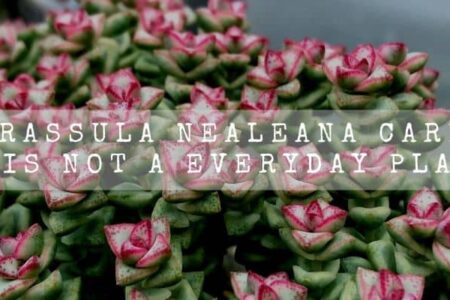 Crassula Nealeana Care | It Is Not A Everyday Plant! |