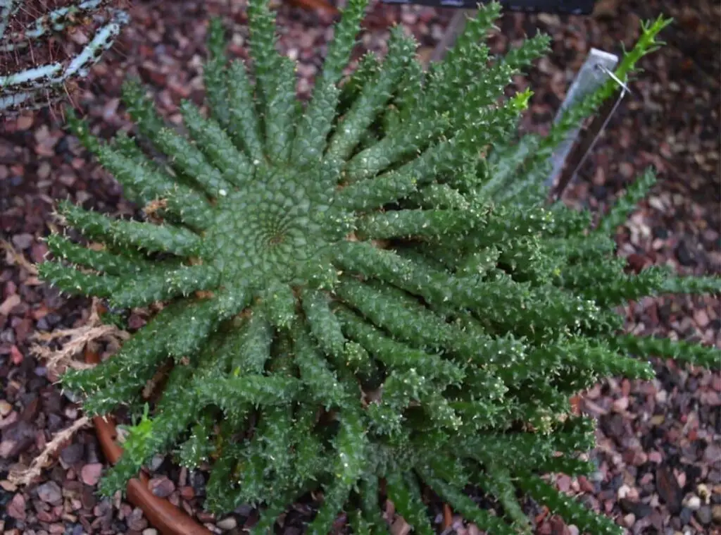 Euphorbia gorgonis 4 1