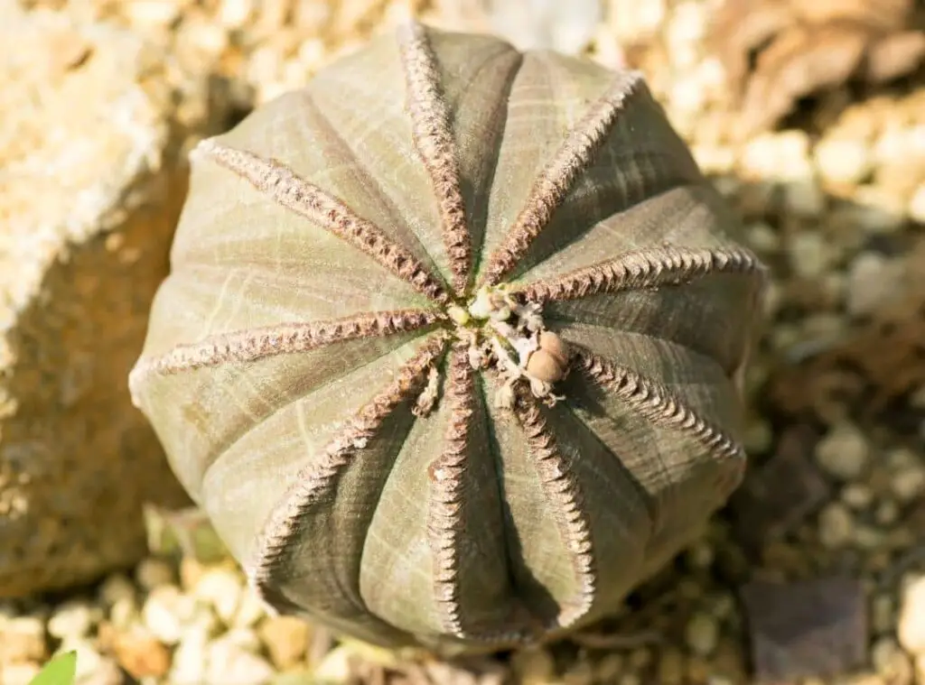 Caudiciform Succulents