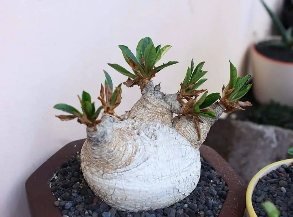 Euphorbia primulifolia 1