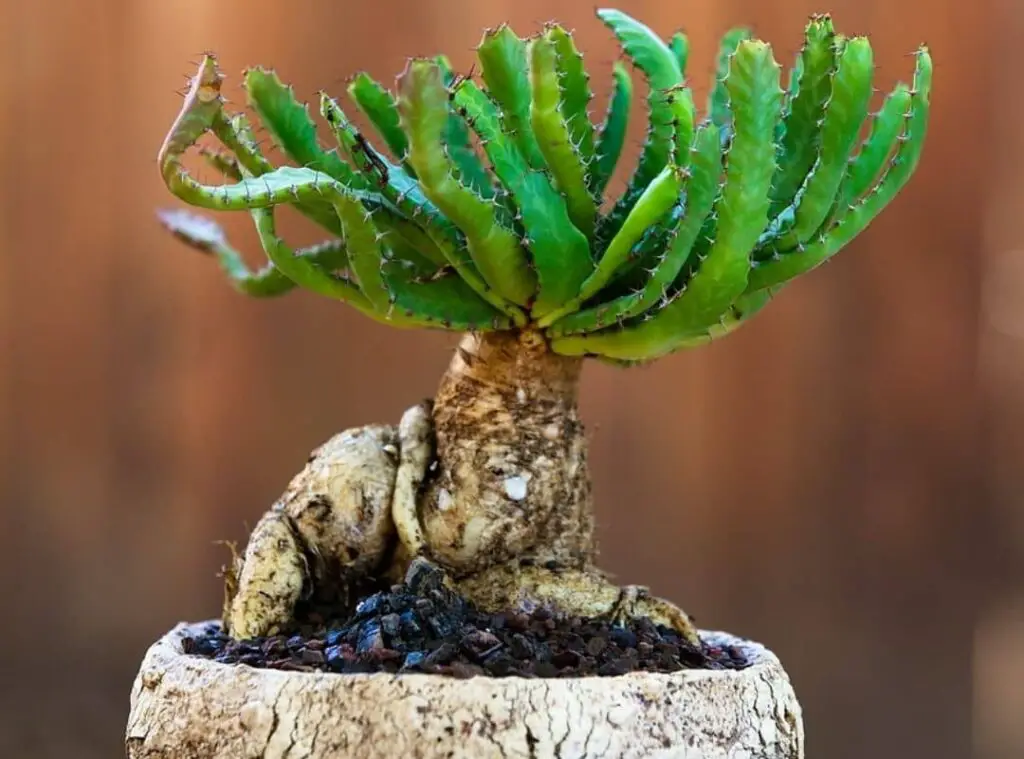 Euphorbia stellatas 1