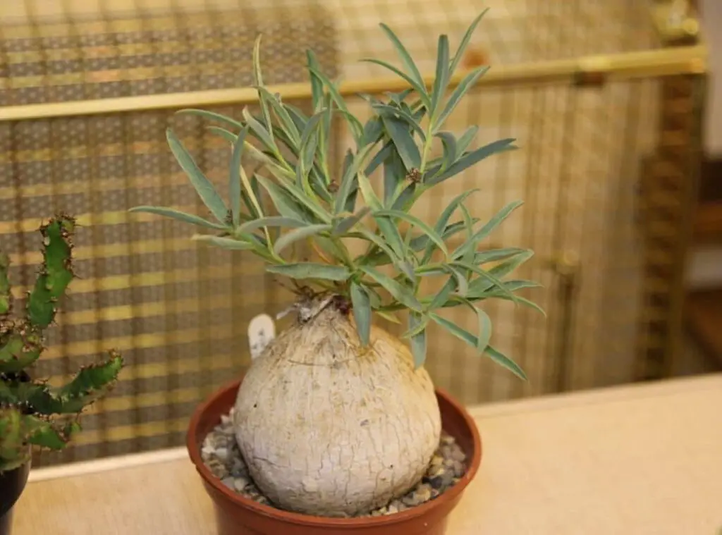 Euphorbia trichadenia 1