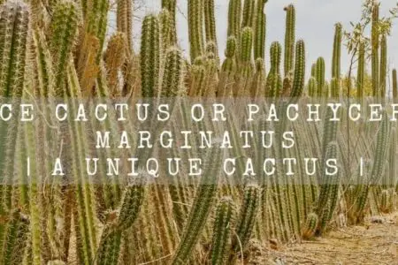 Fence Cactus or Pachycereus Marginatus | A Unique Cactus |