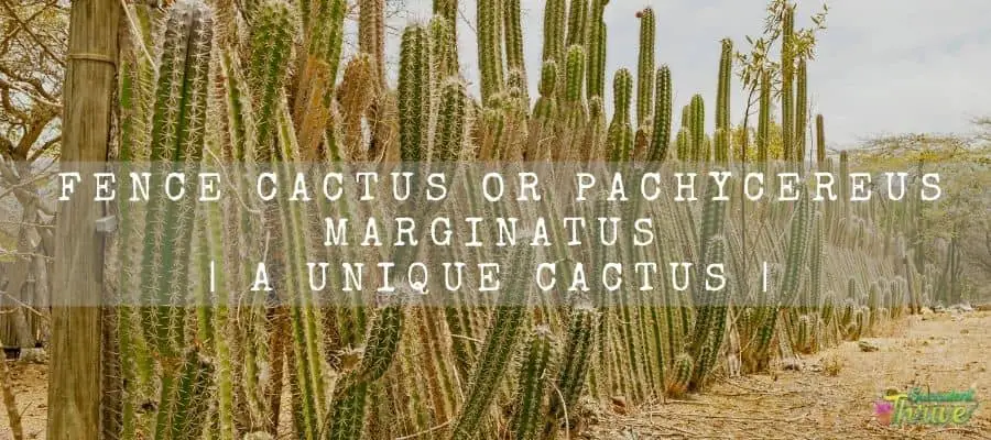 Fence Cactus