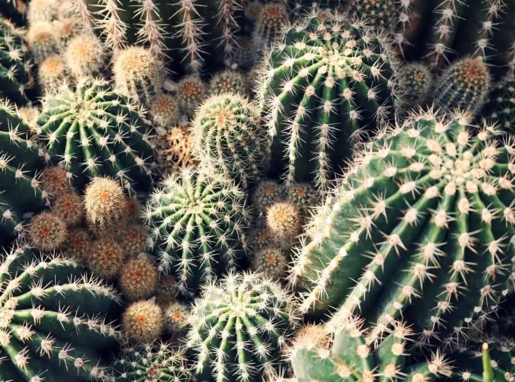 How To Stake A Cactus