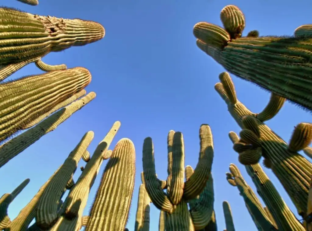 How To Stake A Cactus