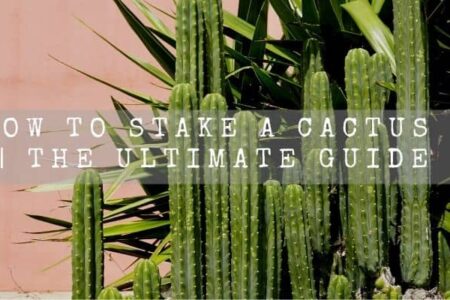 How To Stake A Cactus ? | The Ultimate Guide |