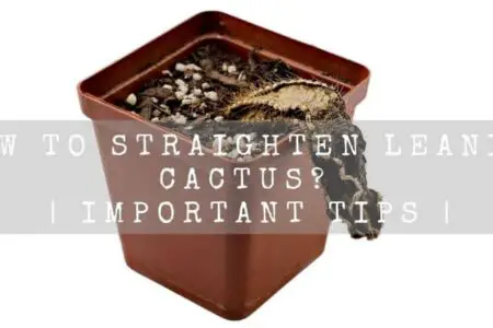 How To Straighten Leaning Cactus? | 5 Important Tips |