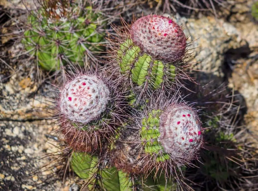 Melocactus Bahiensis