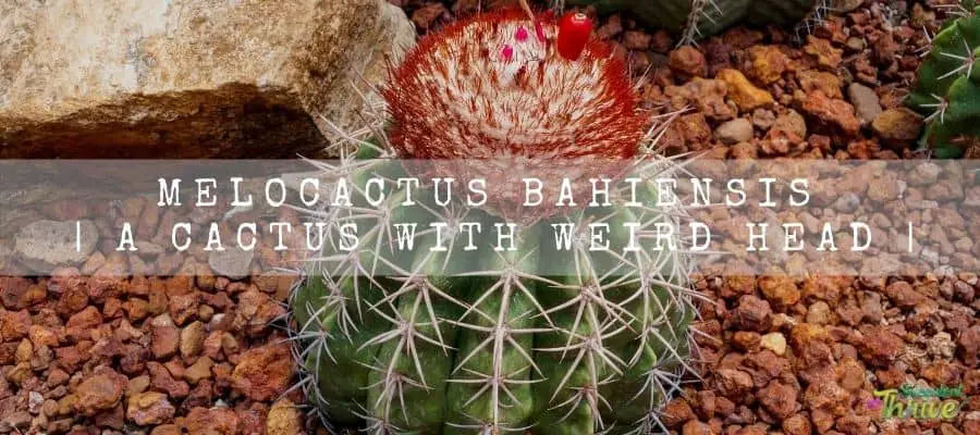 20 Melocactus bahiensis Seeds Cactus Seeds