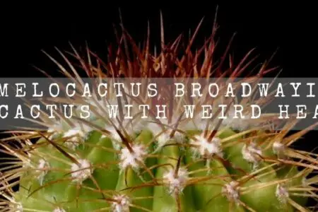 Melocactus Broadwayi | A Cactus With Weird Head |