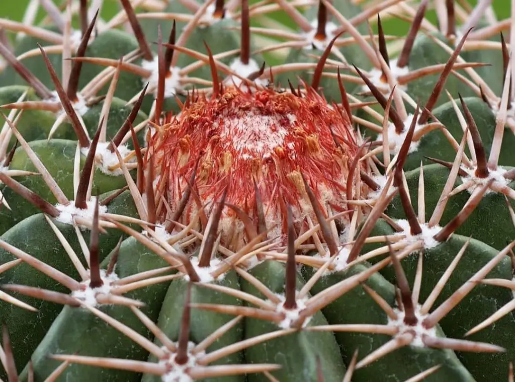 Melocactus Conoideus