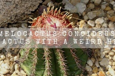 Melocactus Conoideus | A Cactus With A Weird Head |