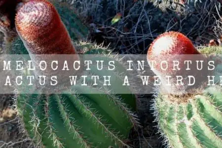 Melocactus Intortus | A Cactus With A Weird Head |