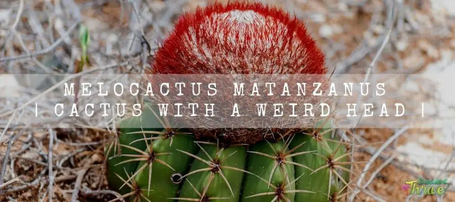 Melocactus Matanzanus