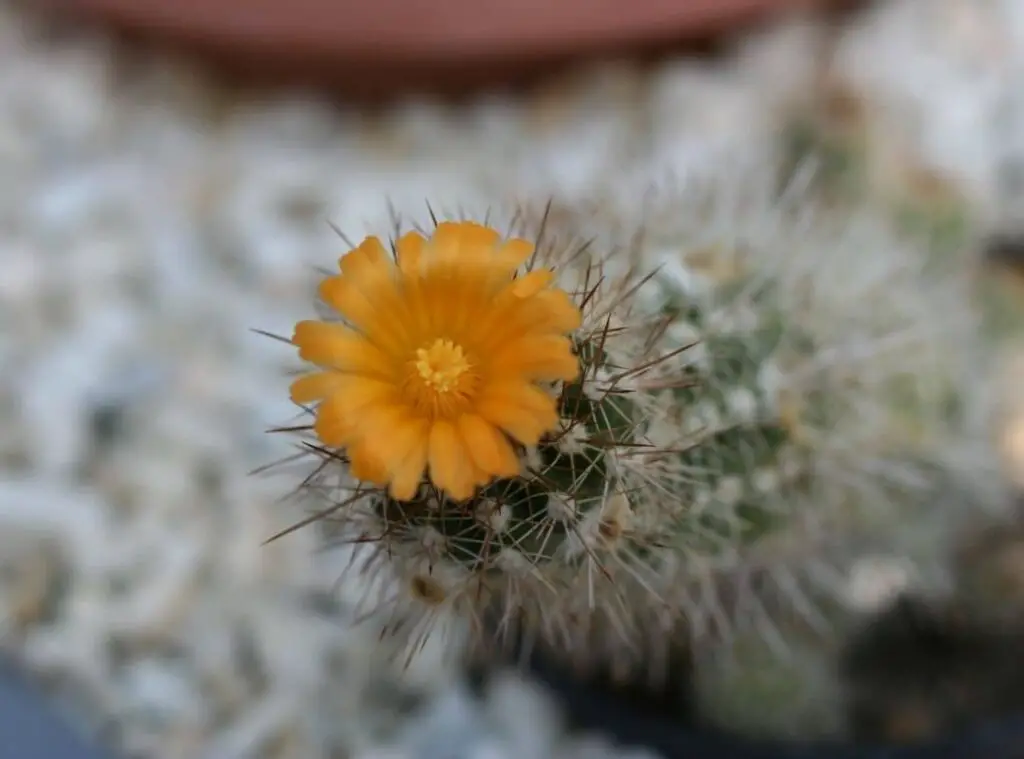 Parodia Mairanana