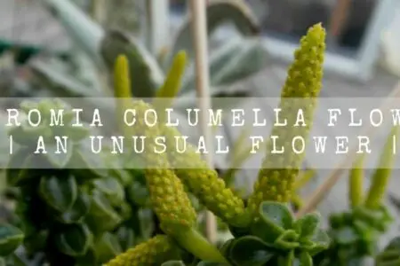 Peperomia Columella Flowers | An Unusual Flower |