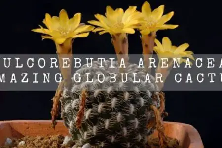 Sulcorebutia Arenacea | Amazing Globular Cactus |