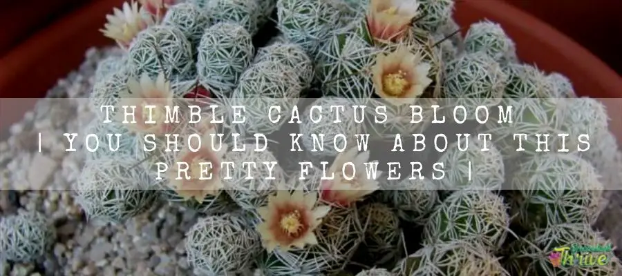 Thimble Cactus Bloom