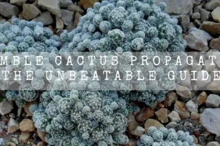 Thimble Cactus Propagation | The Unbeatable Guide |