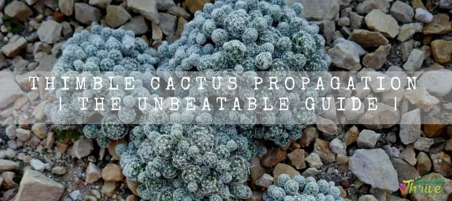 Thimble Cactus Propagation