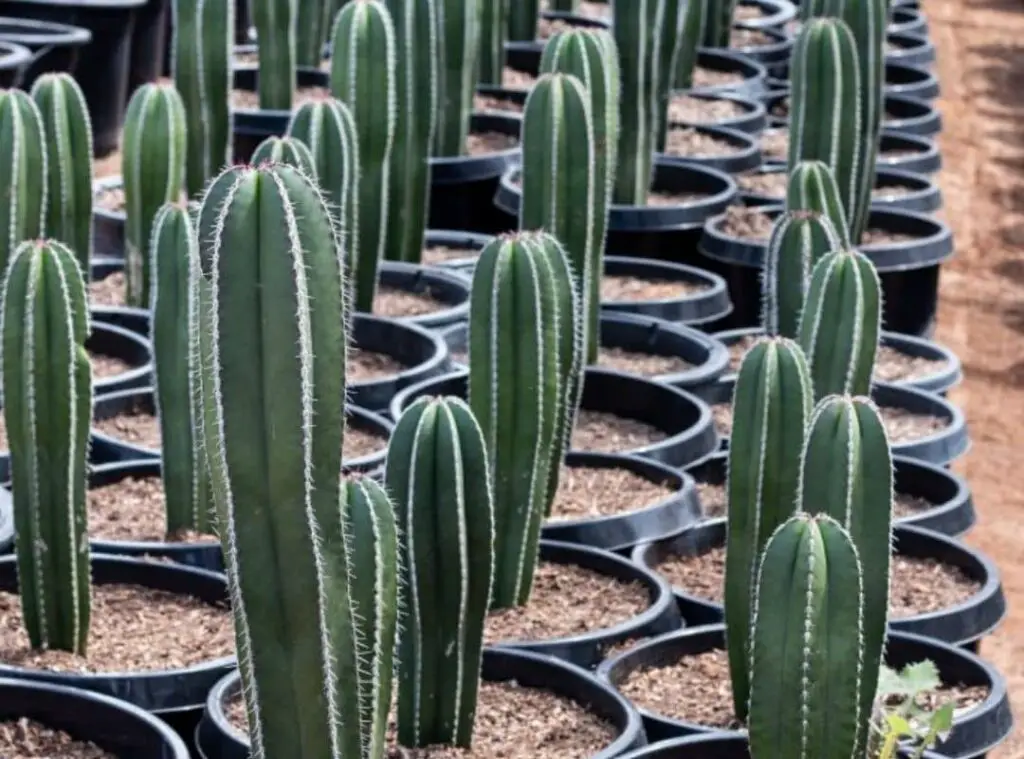 How Do Cactus Reproduce