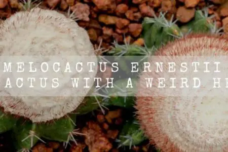 Melocactus Ernestii | A Cactus With A Weird Head |