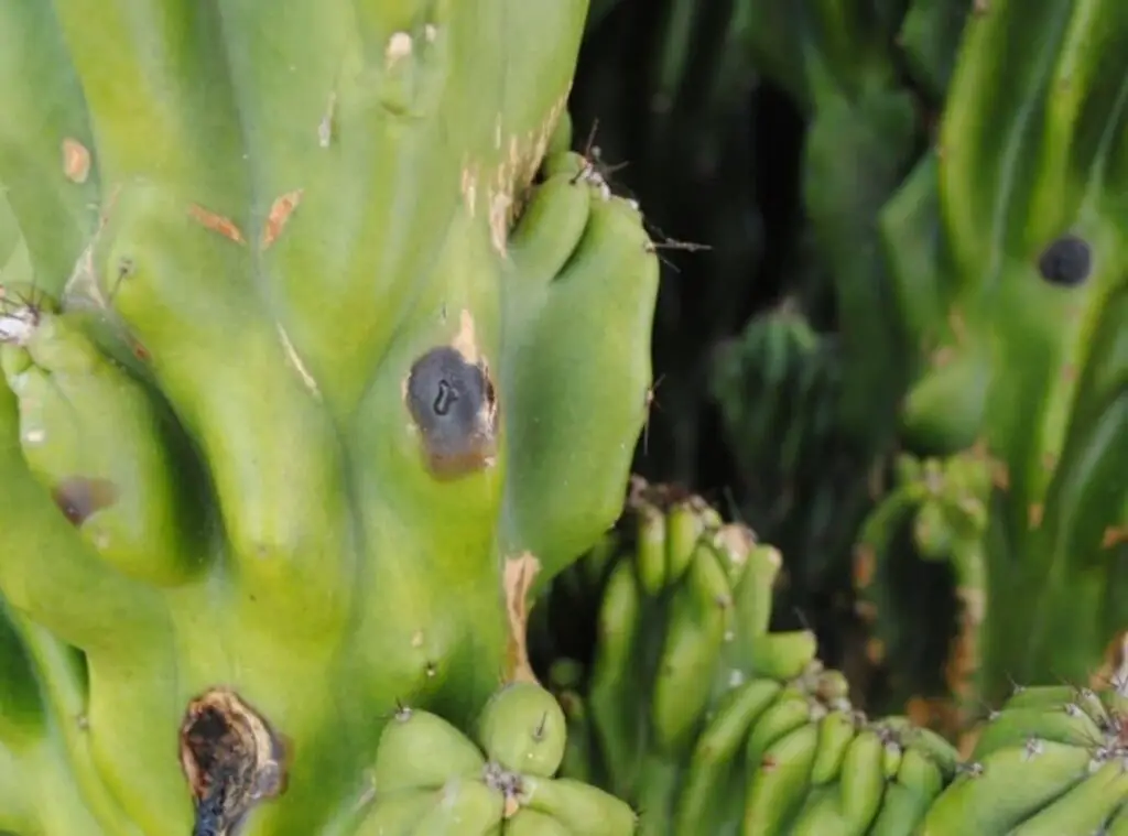 spot on cactus