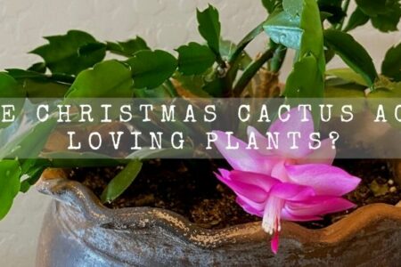 Are Christmas Cactus Acid Loving Plants?