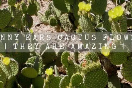 Bunny Ears Cactus Flowers | 10 Minutes Quick Read |