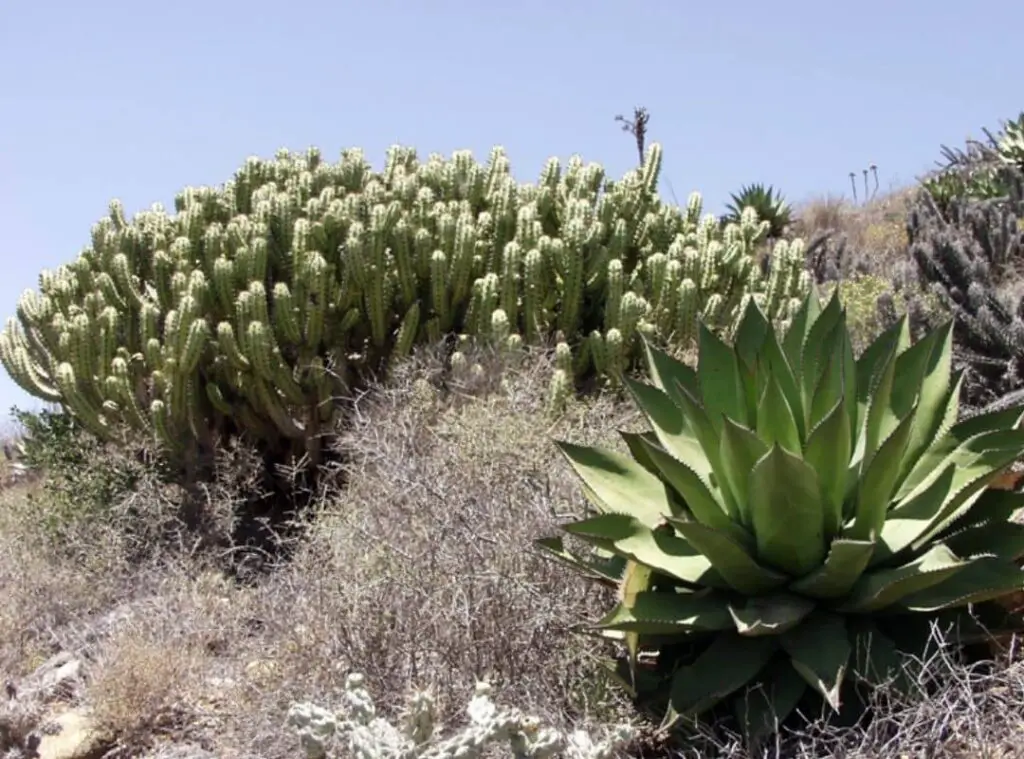 Large cactus